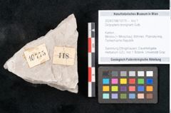 Foto (Objekt + Etikett) von Dictyopteris brongniarti Gutb. (NHMW-GEO-2024-0188-10775)
